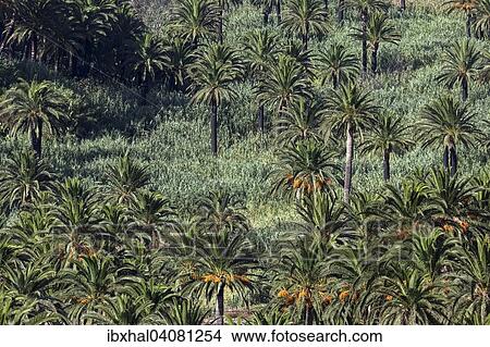 "Canary Island Date Palms (Phoenix canariensis), Valle Gran Rey, La Gomera, Canary Islands, Spain, Europe" View Large Photo Image Picture - "Canary Island Date Palms (Phoenix canariensis), Valle Gran Rey, La Gomera, Canary Islands, Spain, Europe". Fotosearch