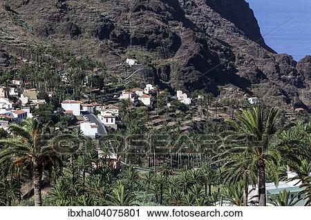 "Canary Island Date Palms (Phoenix canariensis), terraced fields, houses, Los Reyes, Valle Gran Rey, La Gomera, Canary Islands, Spain, Europe" View Large Photo Image Stock Image - "Canary Island Date Palms (Phoenix canariensis), terraced fields, houses, Los Reyes, Valle Gran Rey, La Gomera, Canary Islands, Spain, Europe". Fotosearch