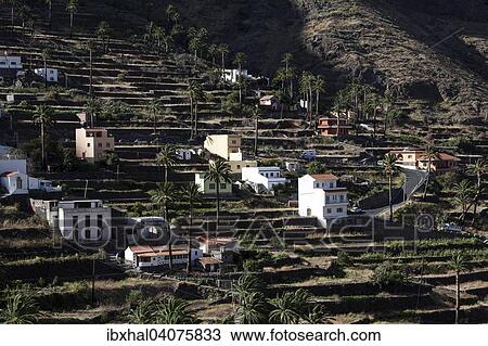 "Canary Island Date Palms (Phoenix canariensis), terraced fields, houses, Hornillo, Valle Gran Rey, La Gomera, Canary Islands, Spain, Europe" View Large Photo Image Stock Image - "Canary Island Date Palms (Phoenix canariensis), terraced fields, houses, Hornillo, Valle Gran Rey, La Gomera, Canary Islands, Spain, Europe". Fotosearch