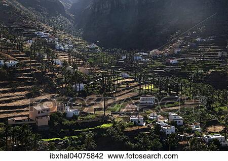 "Canary Island Date Palms (Phoenix canariensis), terraced fields, houses, Lomo del Balo, La Vizcaina, Valle Gran Rey, La Gomera, Canary Islands, Spain, Europe" View Large Photo Image Stock Image - "Canary Island Date Palms (Phoenix canariensis), terraced fields, houses, Lomo del Balo, La Vizcaina, Valle Gran Rey, La Gomera, Canary Islands, Spain, Europe". Fotosearch