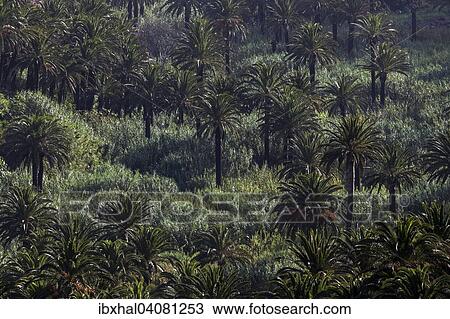 "Canary Island Date Palms (Phoenix canariensis), Valle Gran Rey, La Gomera, Canary Islands, Spain, Europe" View Large Photo Image Stock Image - "Canary Island Date Palms (Phoenix canariensis), Valle Gran Rey, La Gomera, Canary Islands, Spain, Europe". Fotosearch