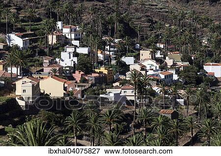 "Canary Island Date Palms (Phoenix canariensis), terraced fields, houses, Los Reyes, Valle Gran Rey, La Gomera, Canary Islands, Spain, Europe" View Large Photo Image Stock Photo - "Canary Island Date Palms (Phoenix canariensis), terraced fields, houses, Los Reyes, Valle Gran Rey, La Gomera, Canary Islands, Spain, Europe". Fotosearch