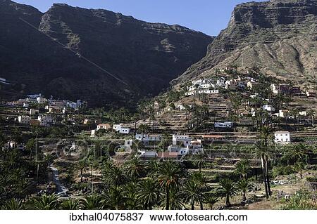 "Canary Island Date Palms (Phoenix canariensis), terraced fields, houses, Lomo del Balo, Valle Gran Rey, La Gomera, Canary Islands, Spain, Europe" View Large Photo Image Stock Photo - "Canary Island Date Palms (Phoenix canariensis), terraced fields, houses, Lomo del Balo, Valle Gran Rey, La Gomera, Canary Islands, Spain, Europe". Fotosearch