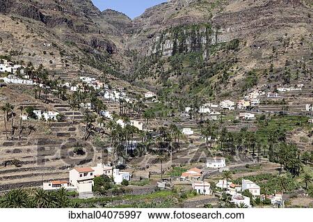 "Canary Island Date Palms (Phoenix canariensis), terraced fields and houses of Lomo del Balo and La Vizcaina, Valle Gran Rey, La Gomera, Canary Islands, Spain, Europe" View Large Photo Image Stock Photo - "Canary Island Date Palms (Phoenix canariensis), terraced fields and houses of Lomo del Balo and La Vizcaina, Valle Gran Rey, La Gomera, Canary Islands, Spain, Europe". Fotosearch