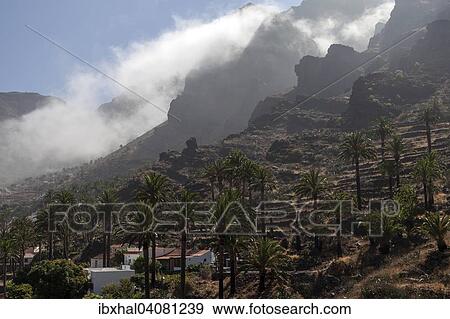 "Canary Island Date Palms (Phoenix canariensis), terraced fields, clouds piling up in the mountains in Valle Gran Rey, La Gomera, Canary Islands, Spain, Europe" View Large Photo Image Stock Photo - "Canary Island Date Palms (Phoenix canariensis), terraced fields, clouds piling up in the mountains in Valle Gran Rey, La Gomera, Canary Islands, Spain, Europe". Fotosearch
