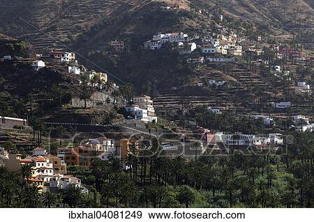 "Canary Island Date Palms (Phoenix canariensis), terraced fields, villages in the upper Valle Gran Rey, La Gomera, Canary Islands, Spain, Europe" View Large Photo Image Stock Photo - "Canary Island Date Palms (Phoenix canariensis), terraced fields, villages in the upper Valle Gran Rey, La Gomera, Canary Islands, Spain, Europe". Fotosearch