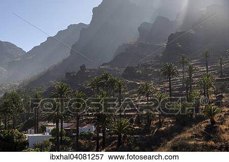 "Canary Island Date Palms (Phoenix canariensis), terraced fields, Valle Gran Rey, La Gomera, Canary Islands, Spain, Europe" View Large Photo Image Stock Photo - "Canary Island Date Palms (Phoenix canariensis), terraced fields, Valle Gran Rey, La Gomera, Canary Islands, Spain, Europe". Fotosearch