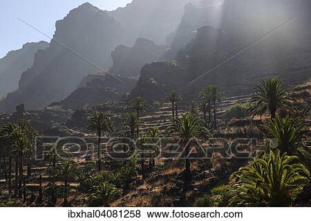 "Canary Island Date Palms (Phoenix canariensis), terraced fields, Valle Gran Rey, La Gomera, Canary Islands, Spain, Europe" View Large Photo Image Stock Photo - "Canary Island Date Palms (Phoenix canariensis), terraced fields, Valle Gran Rey, La Gomera, Canary Islands, Spain, Europe". Fotosearch