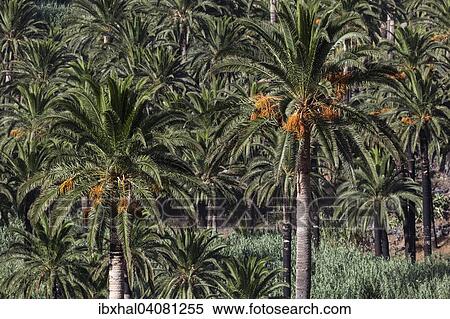 "Canary Island Date Palms (Phoenix canariensis), Valle Gran Rey, La Gomera, Canary Islands, Spain, Europe" View Large Photo Image Stock Photography - "Canary Island Date Palms (Phoenix canariensis), Valle Gran Rey, La Gomera, Canary Islands, Spain, Europe". Fotosearch