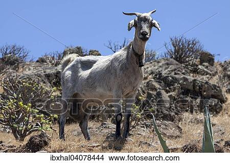 "Canary Island Goat (Capra) standing in typical Canarian vegetation near Arure, La Gomera, Canary Islands, Spain, Europe" View Large Photo Image Picture - "Canary Island Goat (Capra) standing in typical Canarian vegetation near Arure, La Gomera, Canary Islands, Spain, Europe". Fotosearch