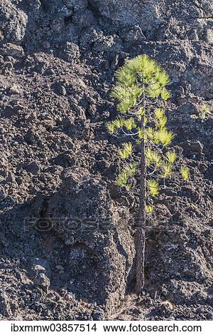 "Canary Island pine (Pinus canariensis) on lava rock, Tenerife, Canary Islands, Spain, Europe" View Large Photo Image Picture - "Canary Island pine (Pinus canariensis) on lava rock, Tenerife, Canary Islands, Spain, Europe". Fotosearch