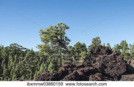 "Canary Island Pine (Pinus canariensis) growing on lava rocks, Tenerife, Canary Islands, Spain, Europe" View Large Photo Image Stock Photo - "Canary Island Pine (Pinus canariensis) growing on lava rocks, Tenerife, Canary Islands, Spain, Europe". Fotosearch