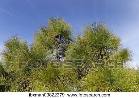 Stock Photo - "Canary Island pine (Pinus canariensis), La Palma, Canary Islands, Spain, Europe". Fotosearch