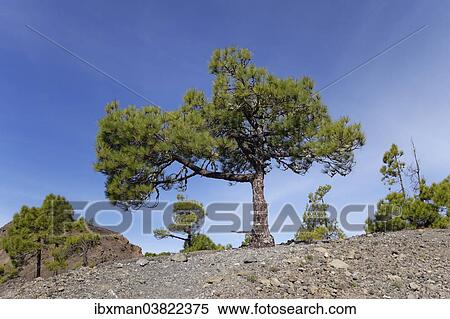 "Canary Island Pine (Pinus canariensis), Tajuya Volcano, La Palma, Canary Islands, Spain, Europe" View Large Photo Image Stock Photography - "Canary Island Pine (Pinus canariensis), Tajuya Volcano, La Palma, Canary Islands, Spain, Europe". Fotosearch