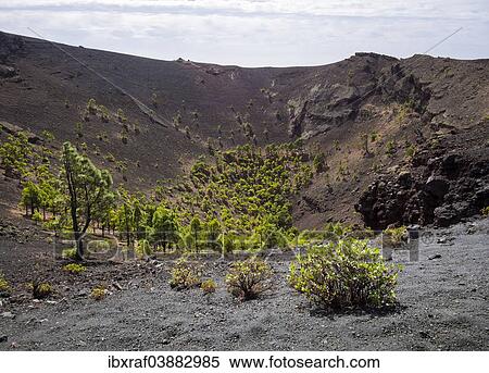 Stock Photography - "Canary Island pines (Pinus canariensis) growing in the crater of the San Antonio volcano, Los Canarios, Fuencaliente, La Palma, Canary Islands, Spain, Europe". Fotosearch