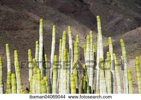 "Canary Island Spurge (Euphorbia canariensis), Alajero, La Gomera, Canary Islands, Spain, Europe" View Large Photo Image Picture - "Canary Island Spurge (Euphorbia canariensis), Alajero, La Gomera, Canary Islands, Spain, Europe". Fotosearch