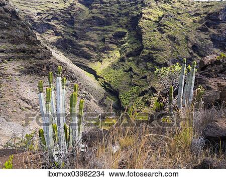 "Canary Island Spurge (Euphorbia canariensis), gorge on the Camino del Poris, route to Pirate's Cove, Tijarafe, La Palma, Canary Islands, Spain, Europe" View Large Photo Image Picture - "Canary Island Spurge (Euphorbia canariensis), gorge on the Camino del Poris, route to Pirate's Cove, Tijarafe, La Palma, Canary Islands, Spain, Europe". Fotosearch