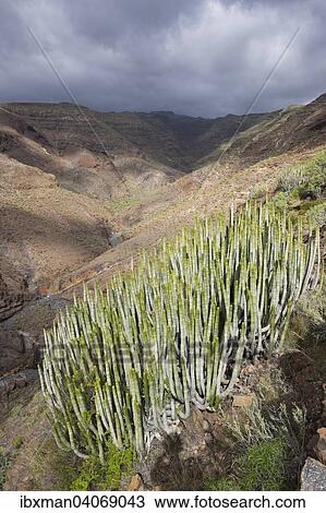 "Canary Island Spurge (Euphorbia canariensis), Barranco Charco Hondo, Alajero, La Gomera, Canary Islands, Spain, Europe" View Large Photo Image Stock Image - "Canary Island Spurge (Euphorbia canariensis), Barranco Charco Hondo, Alajero, La Gomera, Canary Islands, Spain, Europe". Fotosearch