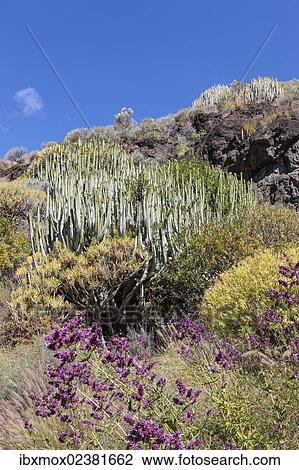 "Canary Island Spurge (Euphorbia canariensis), in front of Los Azulejos, Gran Canaria, Canary Islands, Spain, Europe, PublicGround, Europe" View Large Photo Image Stock Image - "Canary Island Spurge (Euphorbia canariensis), in front of Los Azulejos, Gran Canaria, Canary Islands, Spain, Europe, PublicGround, Europe". Fotosearch
