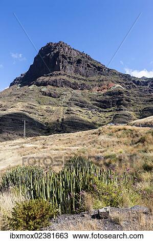 "Canary Island Spurge (Euphorbia canariensis), in front of Los Azulejos, a rock wall with hydrated iron oxide, Gran Canaria, Canary Islands, Spain, Europe, PublicGround, Europe" View Large Photo Image Stock Image - "Canary Island Spurge (Euphorbia canariensis), in front of Los Azulejos, a rock wall with hydrated iron oxide, Gran Canaria, Canary Islands, Spain, Europe, PublicGround, Europe". Fotosearch