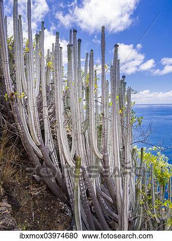 "Canary Island Spurge (Euphorbia canariensis), Camino del Prois, road to the pirate bay, Tijarafe, La Palma, Canary Islands, Spain, Europe" View Large Photo Image Stock Image - "Canary Island Spurge (Euphorbia canariensis), Camino del Prois, road to the pirate bay, Tijarafe, La Palma, Canary Islands, Spain, Europe". Fotosearch