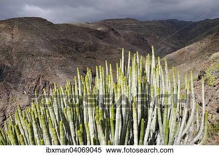 "Canary Island Spurge (Euphorbia canariensis), Barranco Charco Hondo, Alajero, La Gomera, Canary Islands, Spain, Europe" View Large Photo Image Stock Photography - "Canary Island Spurge (Euphorbia canariensis), Barranco Charco Hondo, Alajero, La Gomera, Canary Islands, Spain, Europe". Fotosearch