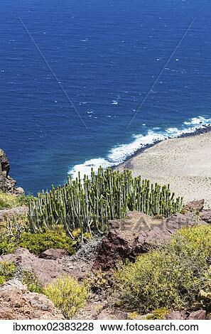 "Canary Island Spurge or Hercules Club (Euphorbia canariensis), cliffs near Casas de Tirma de San Nicolas, Artenara Region, Gran Canaria, Canary Islands, Spain, Europe, PublicGround, Europe" View Large Photo Image Stock Photo - "Canary Island Spurge or Hercules Club (Euphorbia canariensis), cliffs near Casas de Tirma de San Nicolas, Artenara Region, Gran Canaria, Canary Islands, Spain, Europe, PublicGround, Europe". Fotosearch