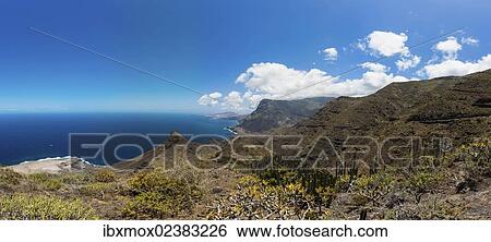 "Canary Island Spurge or Hercules Club (Euphorbia canariensis), cliffs near Casas de Tirma, El Tablado Region, Gran Canaria, Canary Islands, Spain, Europe, PublicGround, Europe" View Large Photo Image Stock Photograph - "Canary Island Spurge or Hercules Club (Euphorbia canariensis), cliffs near Casas de Tirma, El Tablado Region, Gran Canaria, Canary Islands, Spain, Europe, PublicGround, Europe". Fotosearch