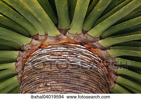 "Canary Islands dragon tree (Dracaena draco), stem and leaves, La Gomera, Canary Islands, Spain, Europe" View Large Photo Image Picture - "Canary Islands dragon tree (Dracaena draco), stem and leaves, La Gomera, Canary Islands, Spain, Europe". Fotosearch