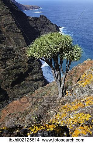 Picture - "Canary Islands Dragon Tree (Dracaena draco), coast near El Tablado, La Palma, Canary Islands, Spain, Europe, PublicGround, Europe". Fotosearch