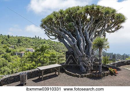 "Canary Islands Dragon Tree (Dracaena draco), La Palma, Canary Islands, Spain, Europe" View Large Photo Image Stock Image - "Canary Islands Dragon Tree (Dracaena draco), La Palma, Canary Islands, Spain, Europe". Fotosearch