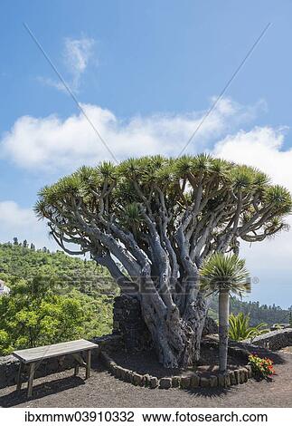 "Canary Islands Dragon Tree (Dracaena draco), La Palma, Canary Islands, Spain, Europe" View Large Photo Image Stock Image - "Canary Islands Dragon Tree (Dracaena draco), La Palma, Canary Islands, Spain, Europe". Fotosearch