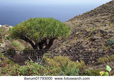 "Canary Islands dragon tree (Dracaena draco) on Playa de Benijo beach, Tenerife island, Canary Islands, Spain, Europe" View Large Photo Image Stock Image - "Canary Islands dragon tree (Dracaena draco) on Playa de Benijo beach, Tenerife island, Canary Islands, Spain, Europe". Fotosearch
