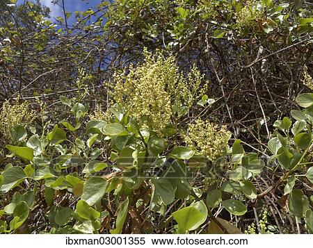"Canary Islands Sorrel (Rumex lunaria), La Gomera, Canary Islands, Spain, Europe, La Gomera, Hermigua, Canary Islands, Spain, Europe" View Large Photo Image Stock Photography - "Canary Islands Sorrel (Rumex lunaria), La Gomera, Canary Islands, Spain, Europe, La Gomera, Hermigua, Canary Islands, Spain, Europe". Fotosearch