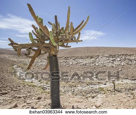 "Candelabra Cactus (Browningia candelaris), Arica y Parinacota Region, Chile, South America" View Large Photo Image Picture - "Candelabra Cactus (Browningia candelaris), Arica y Parinacota Region, Chile, South America". Fotosearch