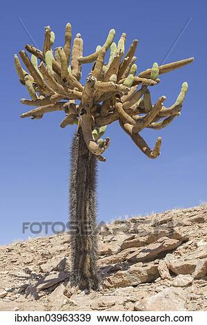 Stock Photo - "Candelabra Cactus (Browningia candelaris), Arica y Parinacota Region, Chile, South America". Fotosearch