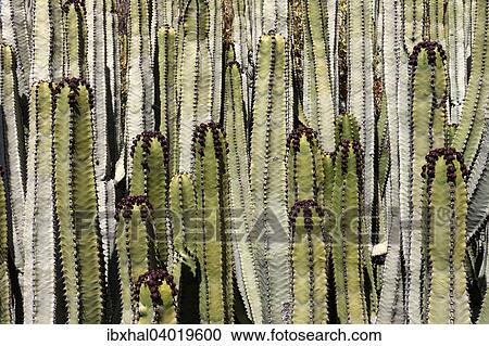 "Candelabra tree (Euphorbia candelabrum), Tenerife, Canary Islands, Spain, Europe" View Large Photo Image Stock Image - "Candelabra tree (Euphorbia candelabrum), Tenerife, Canary Islands, Spain, Europe". Fotosearch