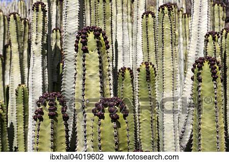 "Candelabra tree (Euphorbia candelabrum), Tenerife, Canary Islands, Spain, Europe" View Large Photo Image Stock Image - "Candelabra tree (Euphorbia candelabrum), Tenerife, Canary Islands, Spain, Europe". Fotosearch