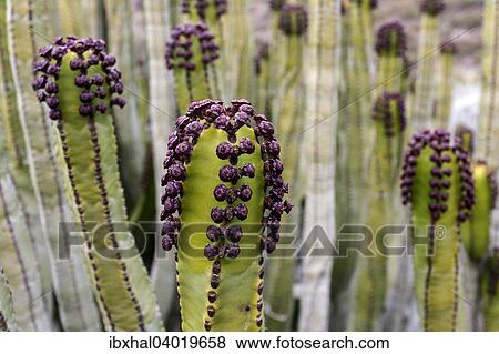 "Candelabra tree (Euphorbia candelabrum), Tenerife, Canary Islands, Spain, Europe" View Large Photo Image Stock Photo - "Candelabra tree (Euphorbia candelabrum), Tenerife, Canary Islands, Spain, Europe". Fotosearch
