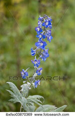 "Candle Larkspur (Delphinium elatum), flowering, Thuringia, Germany, Europe" View Large Photo Image Stock Photo - "Candle Larkspur (Delphinium elatum), flowering, Thuringia, Germany, Europe". Fotosearch