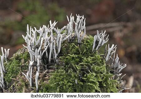 "Candlestick Fungus, Candlesnuff Fungus, Carbon Antlers or Stag's Horn Fungus (Xylaria hypoxylon), Baden-Wurttemberg, Germany, Europe" View Large Photo Image Stock Image - "Candlestick Fungus, Candlesnuff Fungus, Carbon Antlers or Stag's Horn Fungus (Xylaria hypoxylon), Baden-Wurttemberg, Germany, Europe". Fotosearch