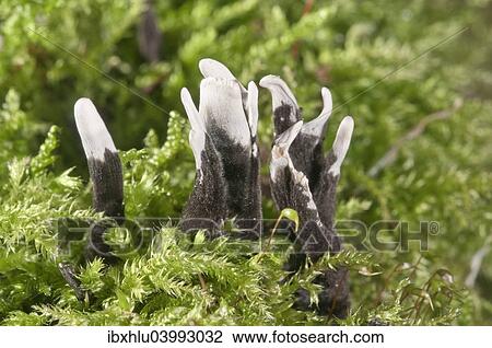 "Candlestick fungus (Xylaria hypoxylon), Baden-Wurttemberg, Germany, Europe" View Large Photo Image Stock Image - "Candlestick fungus (Xylaria hypoxylon), Baden-Wurttemberg, Germany, Europe". Fotosearch