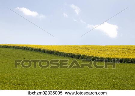 Canola field (Brassica napus) in bloom View Large Photo Image Stock Photography - Canola field (Brassica napus) in bloom. Fotosearch