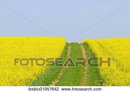 "Canola field with dirt track in Bad Wimpfen, Baden-Wuerttemberg, Germany, Europe" View Large Photo Image Stock Image - "Canola field with dirt track in Bad Wimpfen, Baden-Wuerttemberg, Germany, Europe". Fotosearch