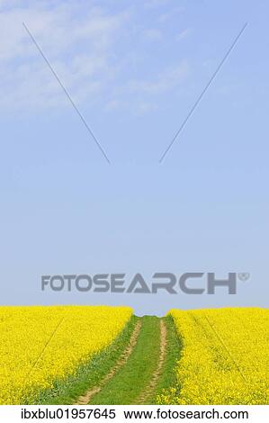 "Canola field with dirt track in Bad Wimpfen, Baden-Wuerttemberg, Germany, Europe" View Large Photo Image Stock Photography - "Canola field with dirt track in Bad Wimpfen, Baden-Wuerttemberg, Germany, Europe". Fotosearch