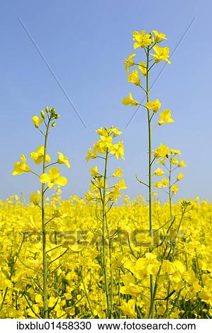 Canola flowers (Brassica napus) View Large Photo Image Stock Image - Canola flowers (Brassica napus). Fotosearch
