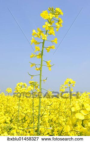 Canola flowers (Brassica napus) View Large Photo Image Stock Photo - Canola flowers (Brassica napus). Fotosearch