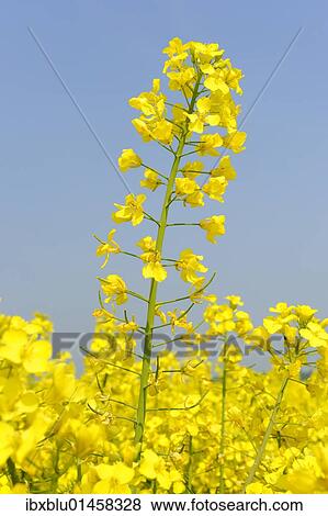 Canola flowers (Brassica napus) View Large Photo Image Stock Photo - Canola flowers (Brassica napus). Fotosearch