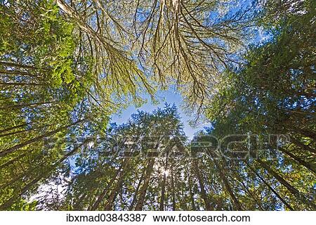 "Canopy of giant Eucalyptus trees, Australian Oaks (Eucalyptus regnans), Eastwoodhill, National Arboretum, near Gisborne, East Cape, North Island, New Zealand, Oceania" View Large Photo Image Stock Photo - "Canopy of giant Eucalyptus trees, Australian Oaks (Eucalyptus regnans), Eastwoodhill, National Arboretum, near Gisborne, East Cape, North Island, New Zealand, Oceania". Fotosearch