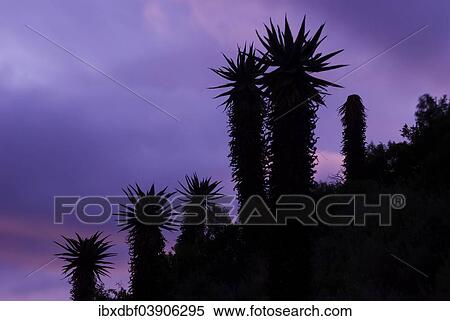 "Cape Aloe (Aloe ferox) at dawn, Western Cape Province, South Africa, Africa" View Large Photo Image Stock Photography - "Cape Aloe (Aloe ferox) at dawn, Western Cape Province, South Africa, Africa". Fotosearch